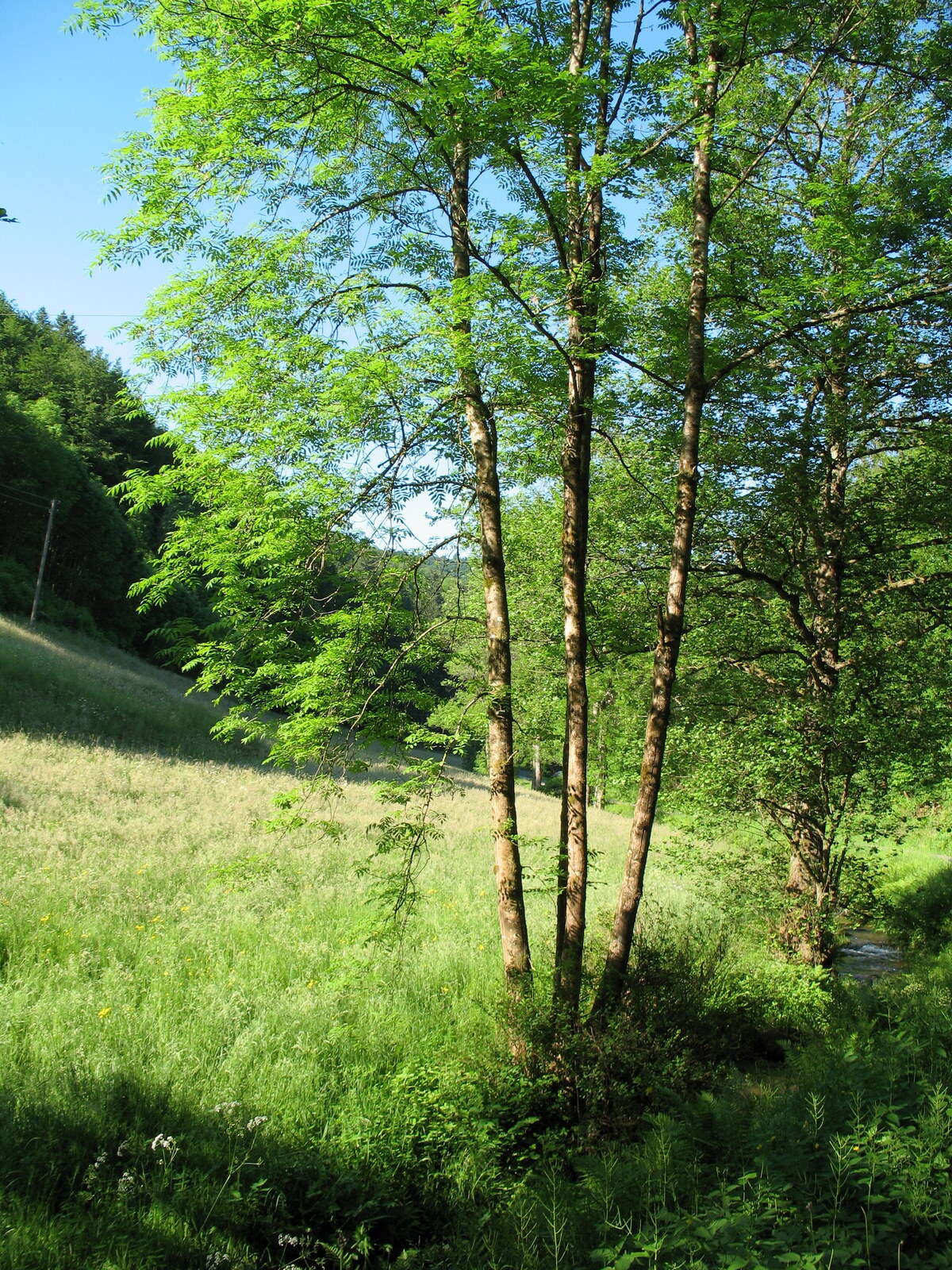 Image of rowan,  moutain ash