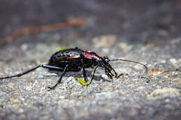 Image of Carabus (Coptolabrus) nankotaizanus Kano 1932