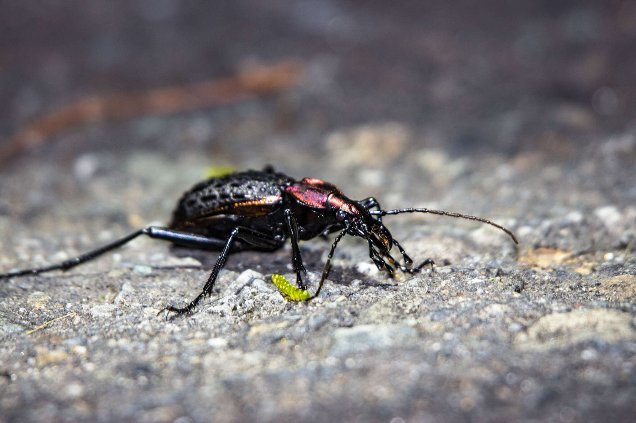 Image of Carabus (Coptolabrus) nankotaizanus Kano 1932