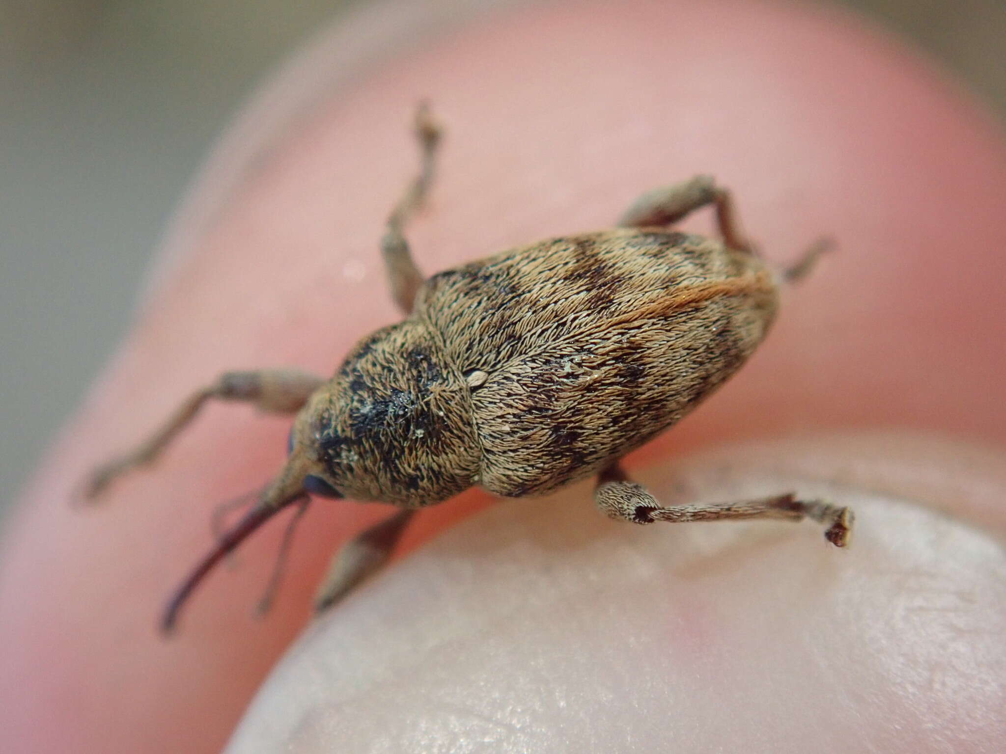 Image of Curculio venosus (Gravenhorst 1807)