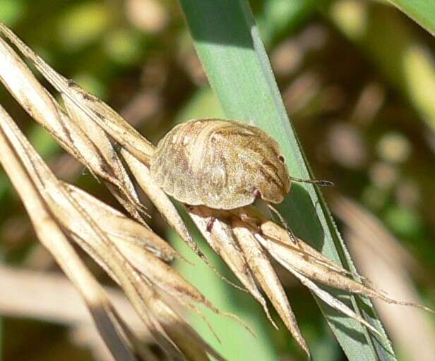 Image of Eurygaster testudinaria