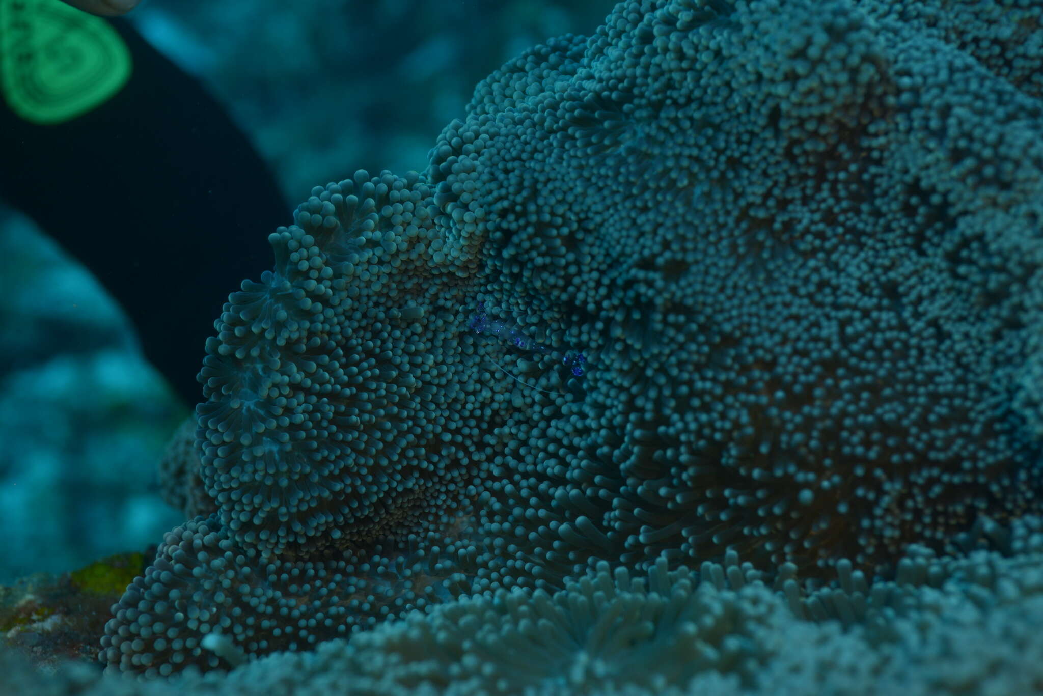 Image of merten's carpet anemone