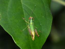 Слика од Tela chlorosoma Hebard 1932