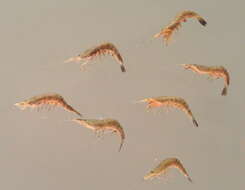 Image of Common shrimp