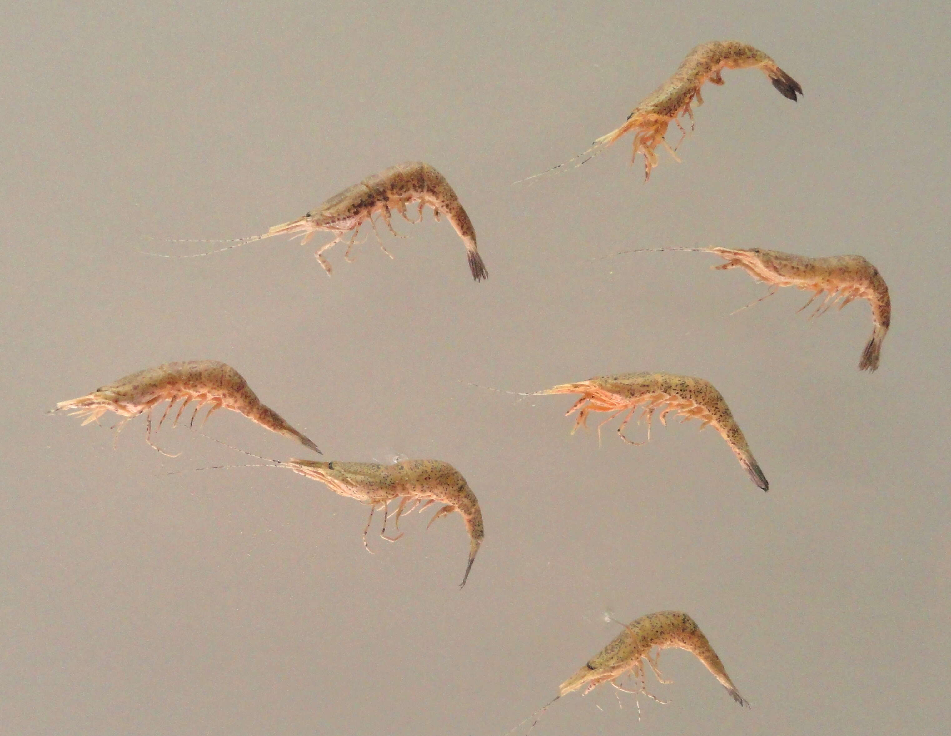 Image of Common shrimp