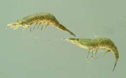 Image of Common shrimp