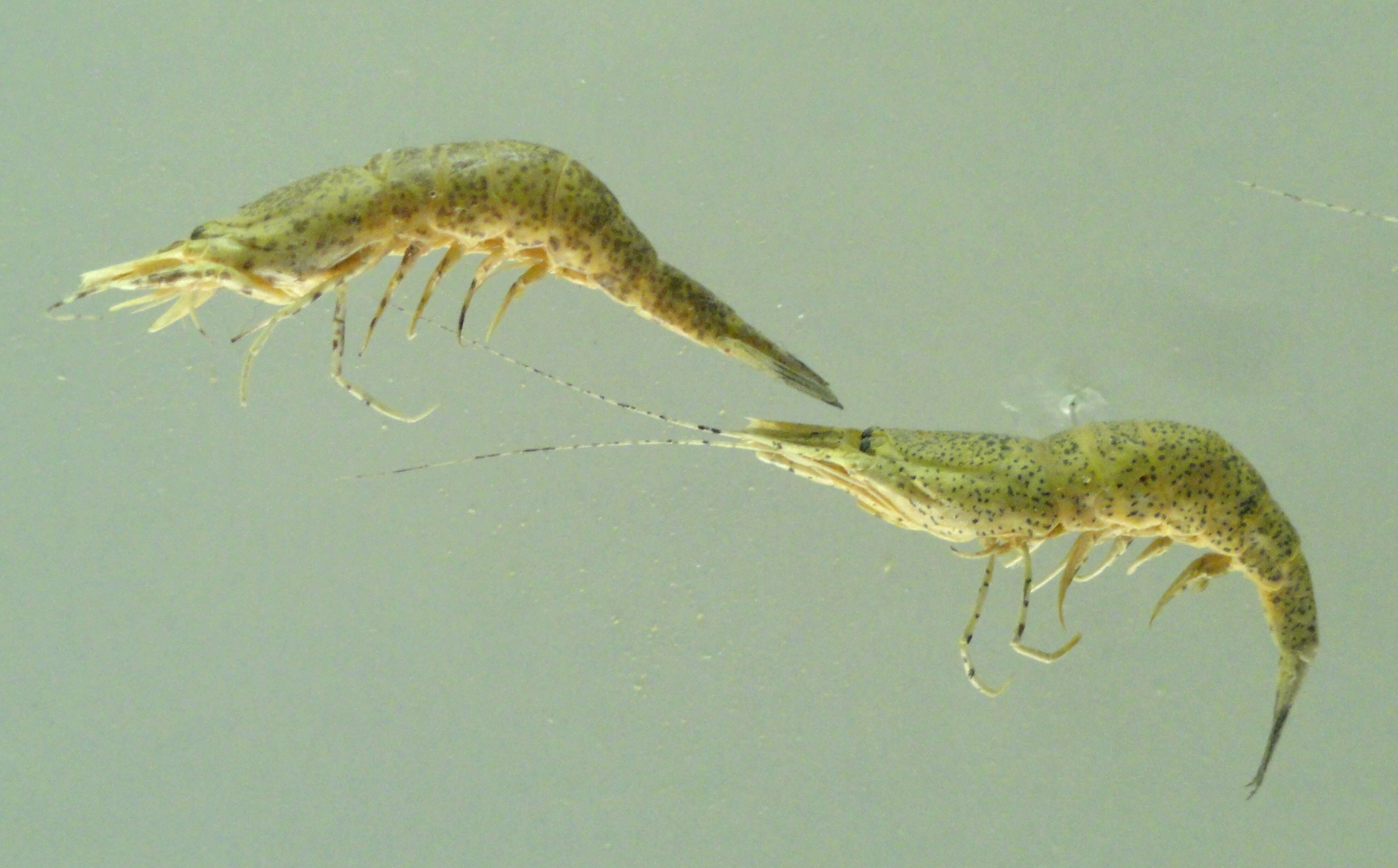 Image of Common shrimp