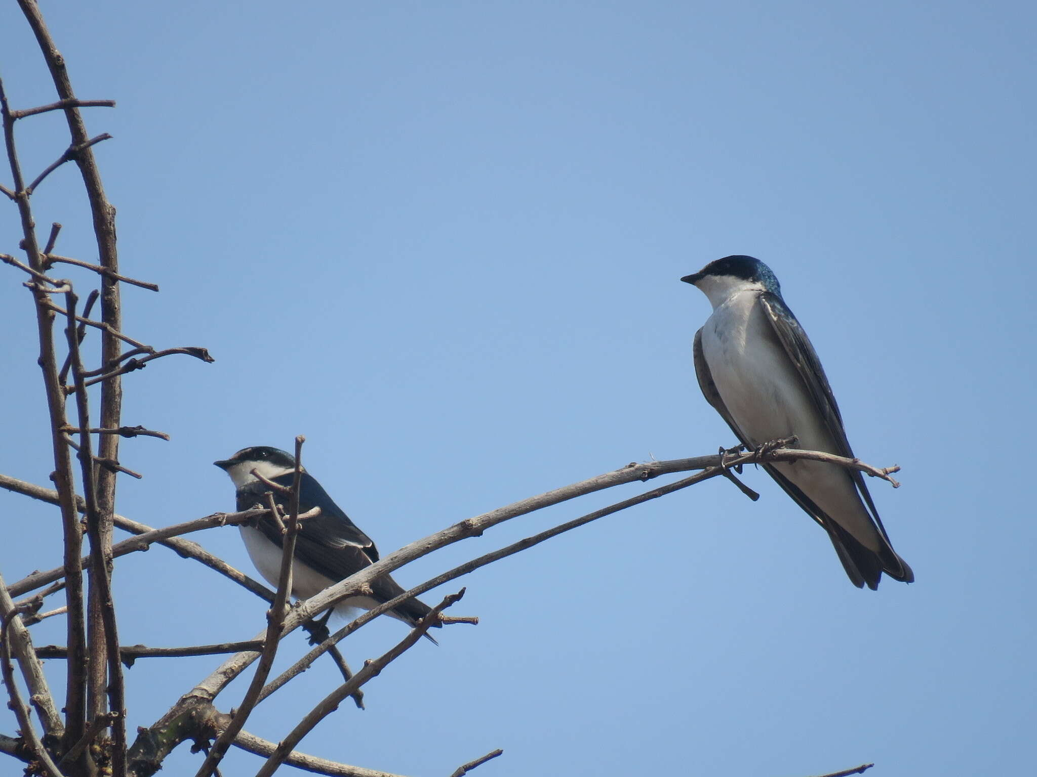 Tachycineta leucorrhoa (Vieillot 1817) resmi