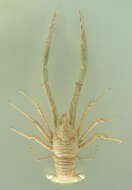 Image of rugose squat lobster