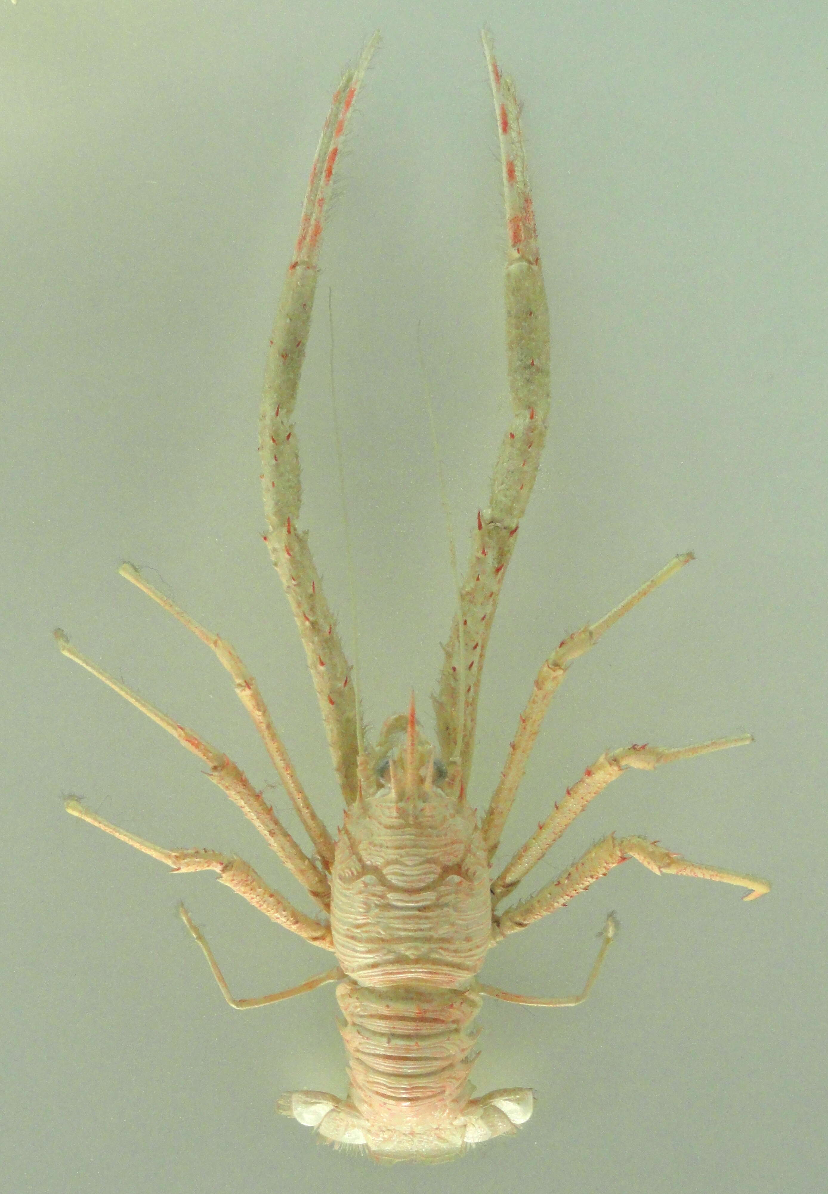 Image of rugose squat lobster