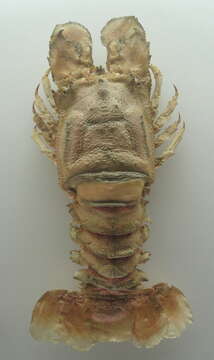 Image of Mediterranean Slipper Lobster