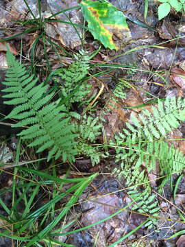 Image de Amauropelta noveboracensis (L.) S. E. Fawc. & A. R. Sm.