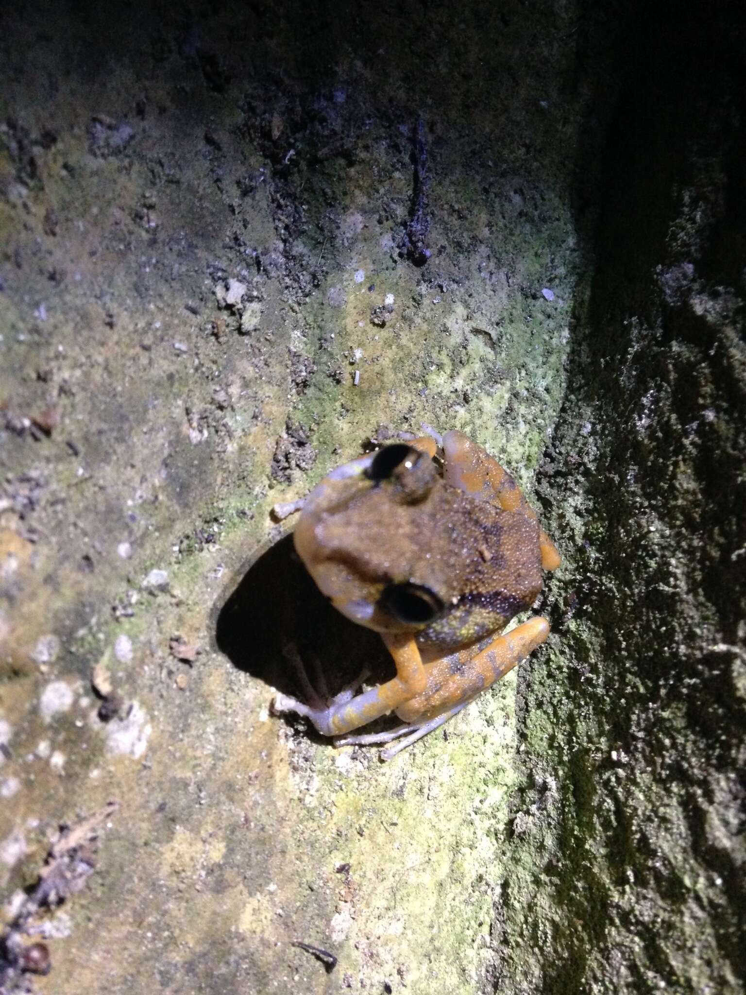 Image of Fort Randolph Robber Frog