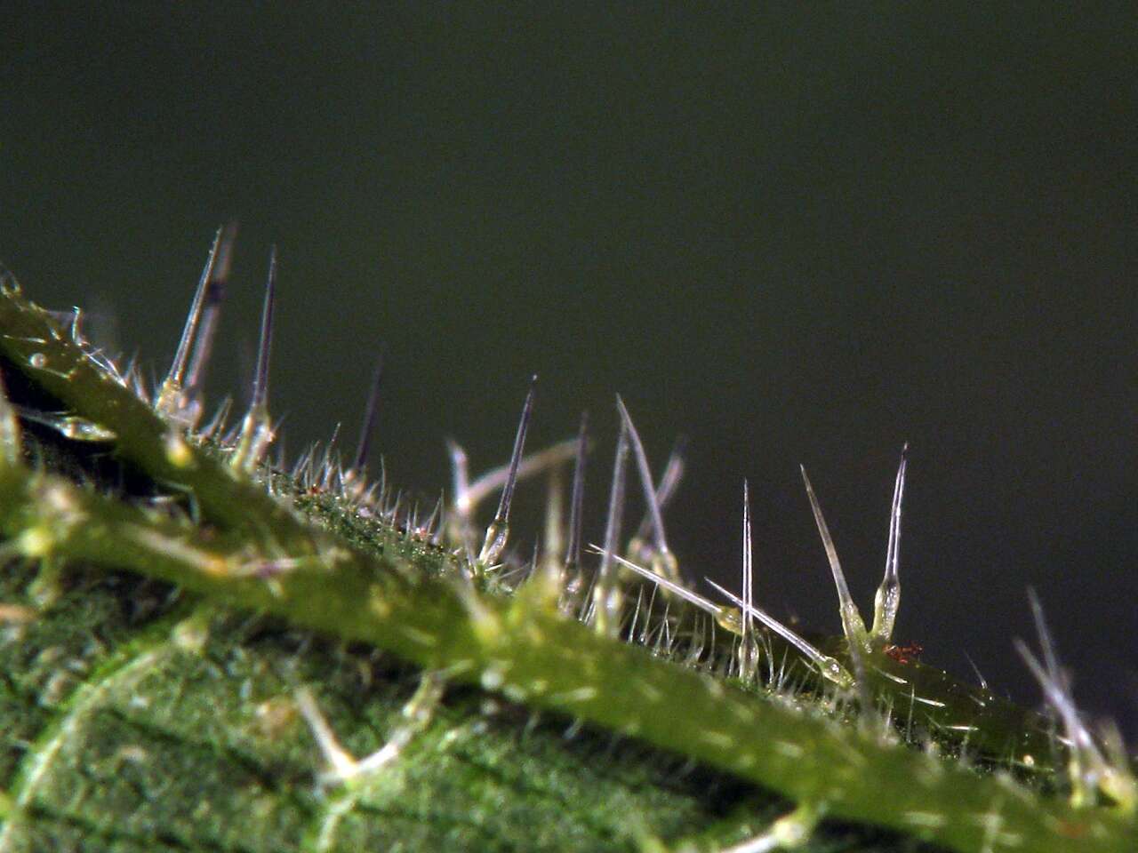 Image of Common Nettle