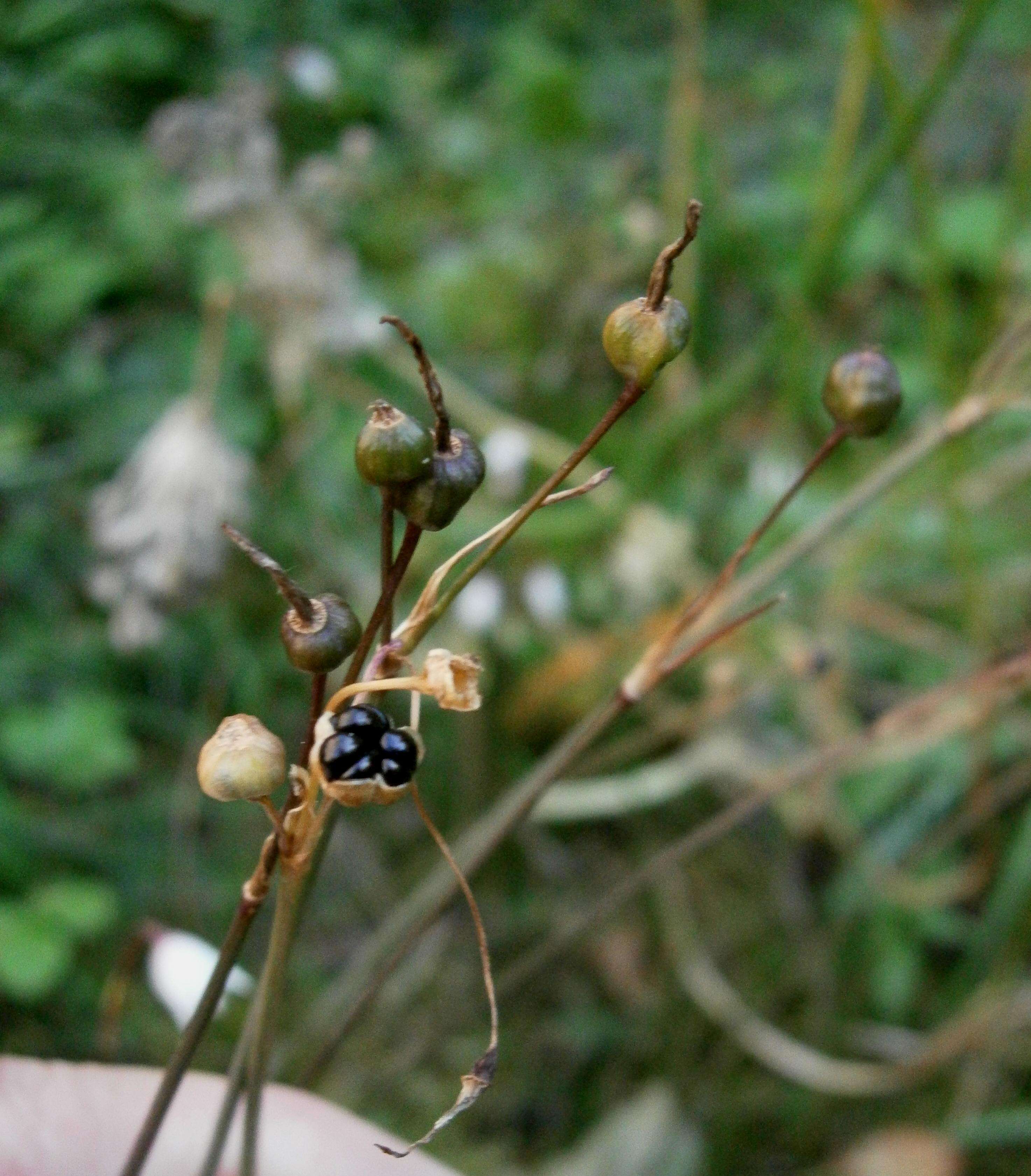 Слика од Acis autumnalis (L.) Sweet