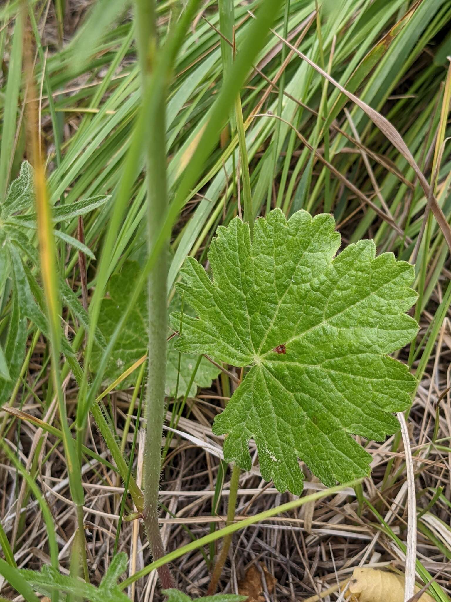 Image of salt spring checkerbloom