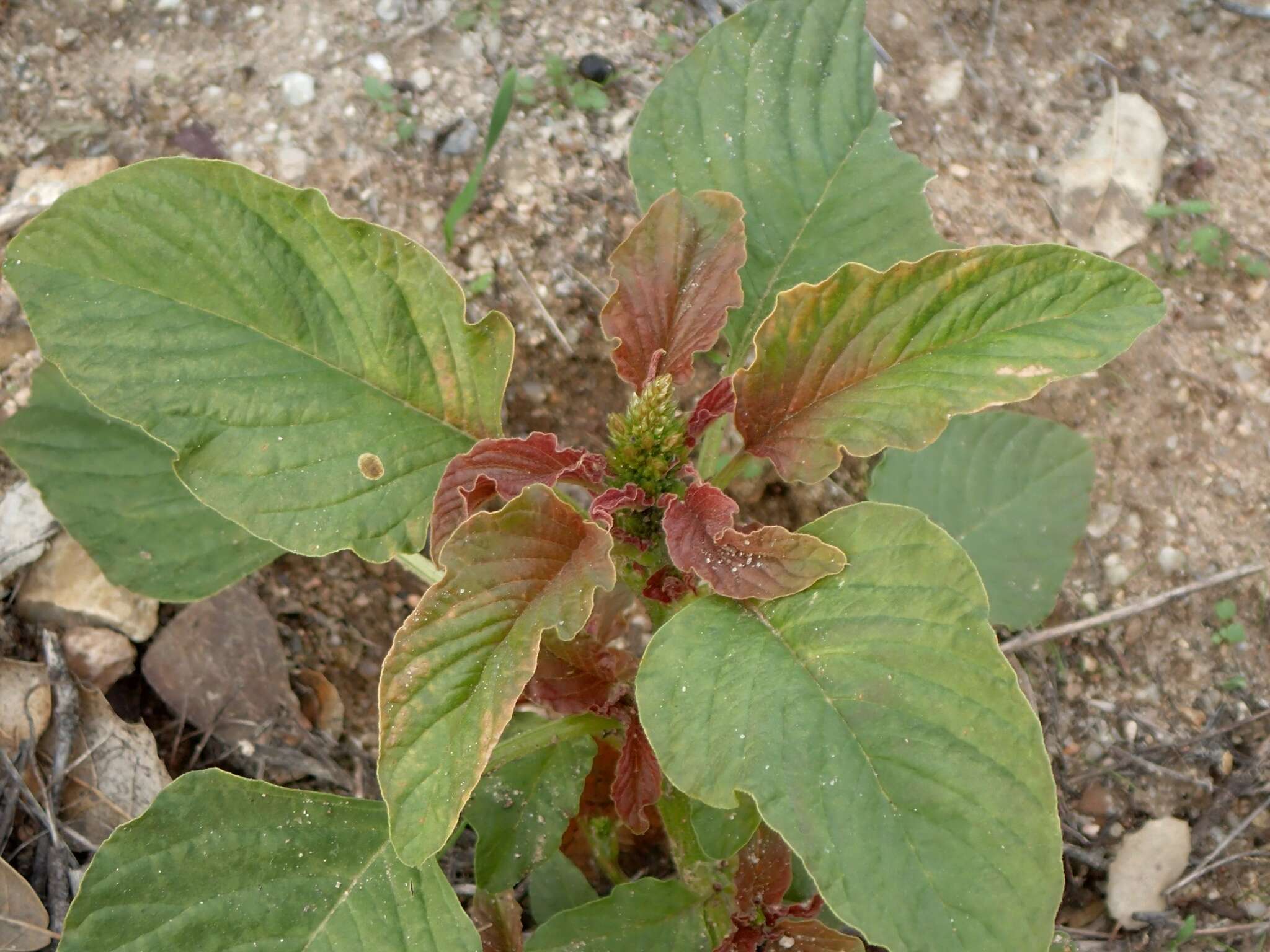 Image of redroot amaranth