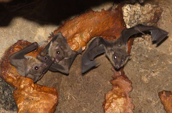 Image of lesser dawn bat