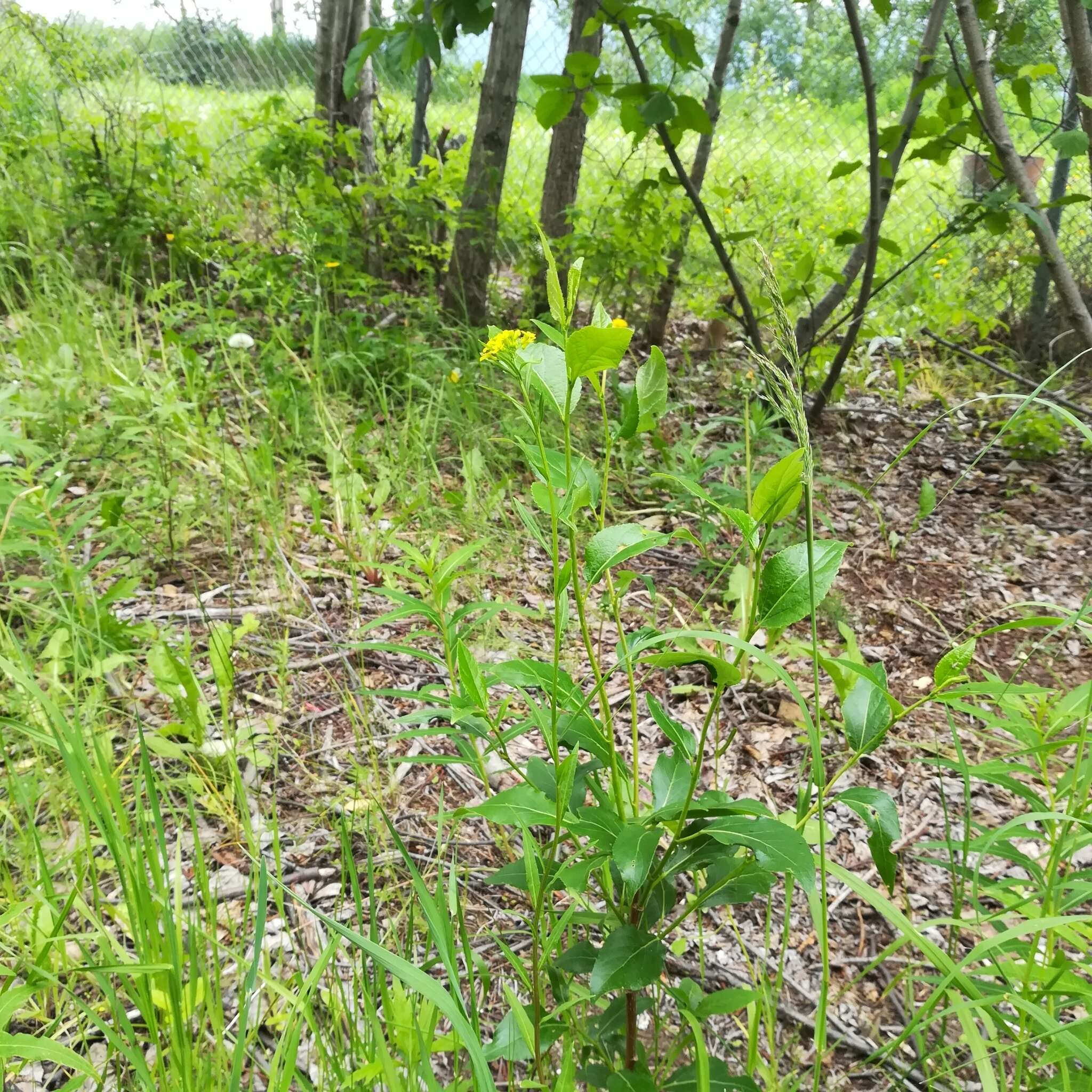 Plancia ëd Erysimum cheiranthoides L.