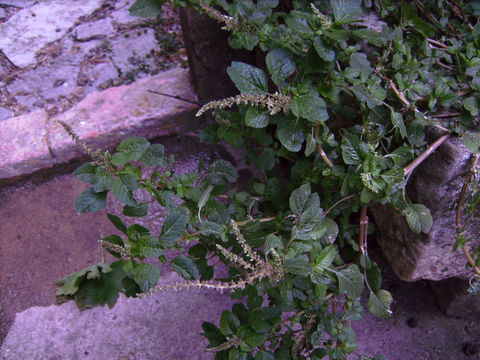 Image of largefruit amaranth