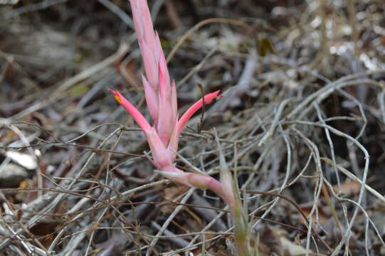 Image of Pitcairnia vallisoletana Lex.