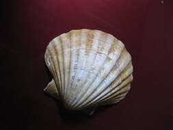 Image of Great Atlantic scallop