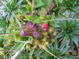 Image of Castilleja nubigena Kunth