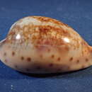 Image of zoned cowrie