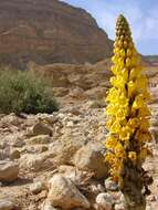 Image of Desert hyacinth