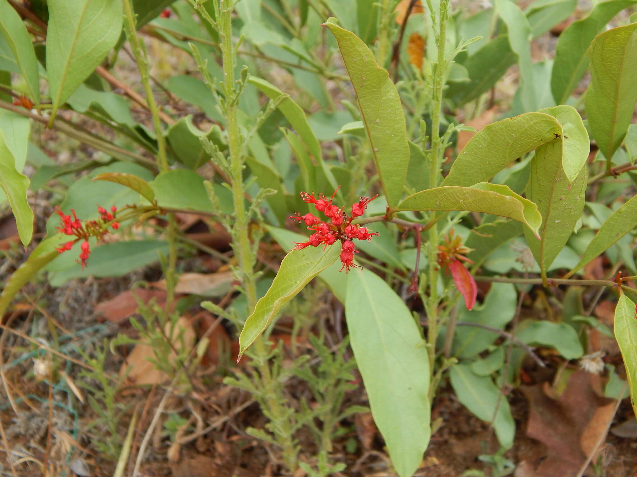 Image of Combretum platypetalum Welw. ex Laws.