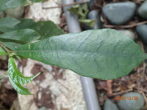 Image of Ficus formosana Maxim.