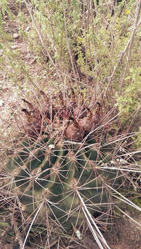 Image of <i>Hamatocactus hamatacanthus</i>