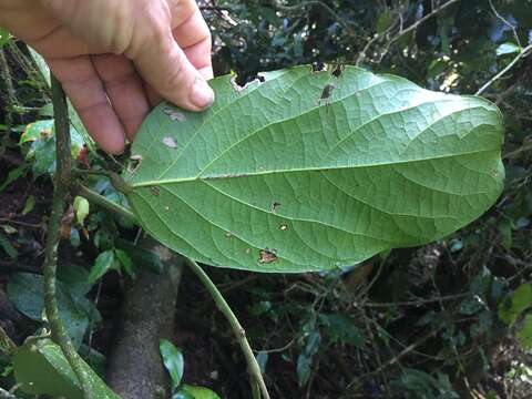 Image of Carronia protensa (F. Müll.) Diels