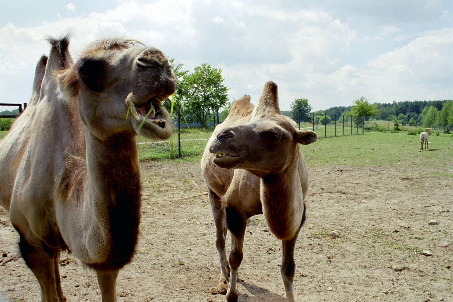 Image of Bactrian camel