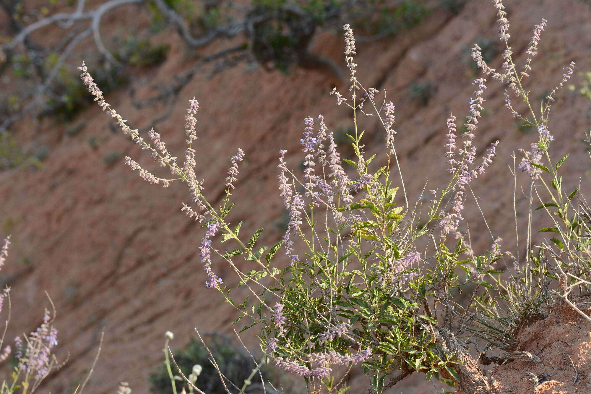 Imagem de Salvia karelinii