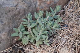 Image of Nepeta teydea Webb & Berthel.