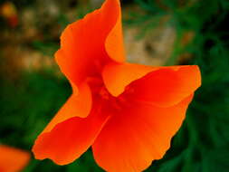 Image of California poppy