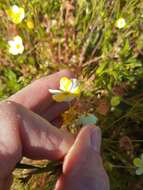 Imagem de Platystigma linearis Benth.