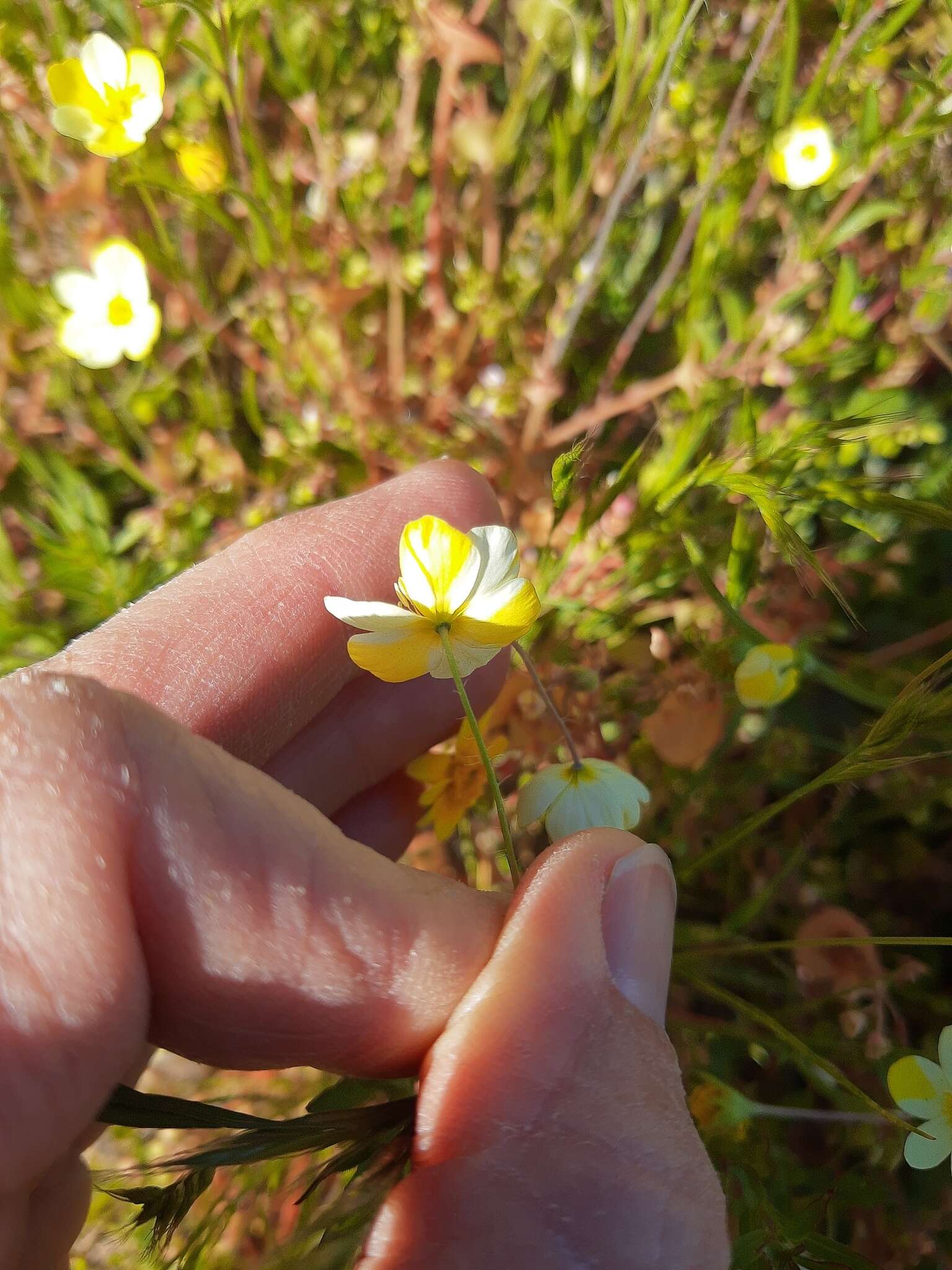 Image of narrowleaf queen poppy