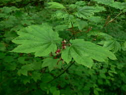 Слика од Acer circinatum Pursh