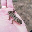 Pachydactylus maculatus Gray 1845 resmi