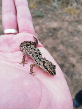 Image de Pachydactylus maculatus Gray 1845