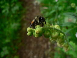 Image of Black Tail Bumble Bee