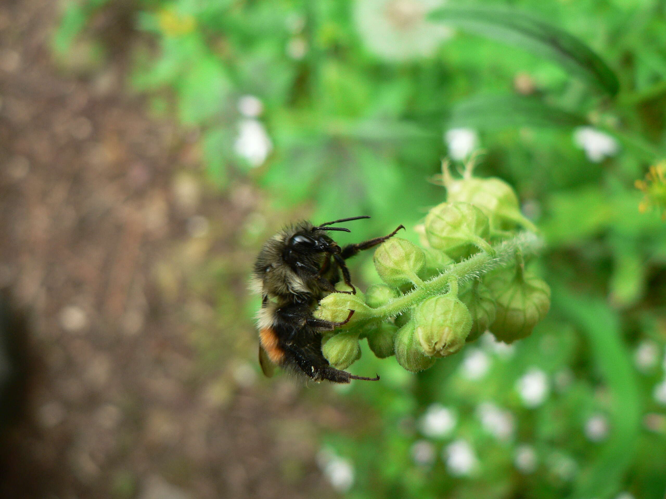 Image of Black Tail Bumble Bee