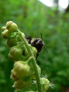 Image of Black Tail Bumble Bee