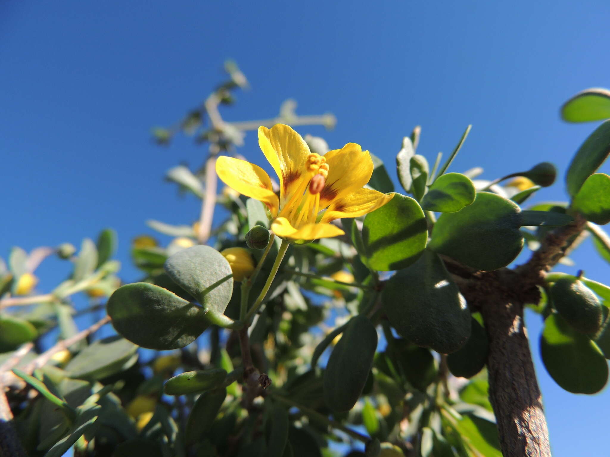 Image of Roepera lichtensteiniana (Cham.) Beier & Thulin