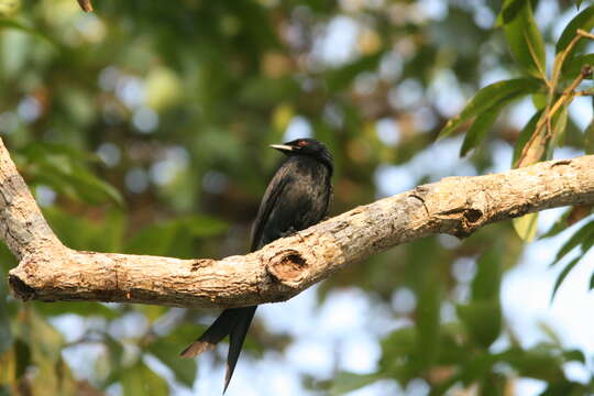 Image of Black Drongo