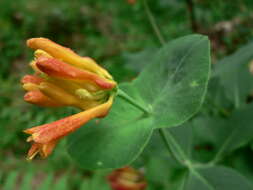 Image of Orange Honeysuckle