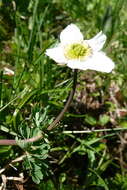 Image of Callianthemum coriandrifolium Rchb.