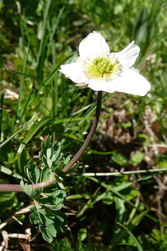 Image of Callianthemum coriandrifolium Rchb.